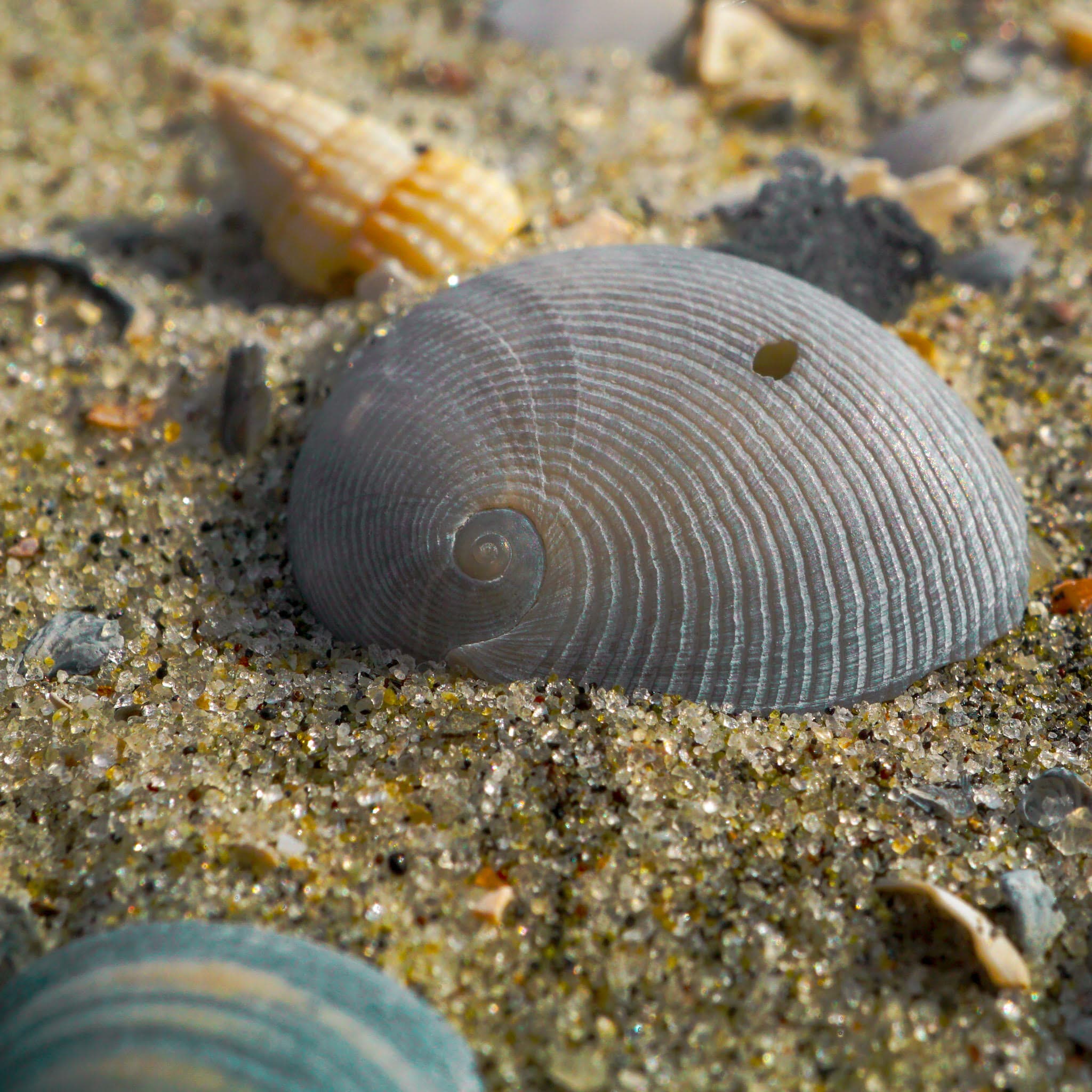 Macro Photography at Folly Beach