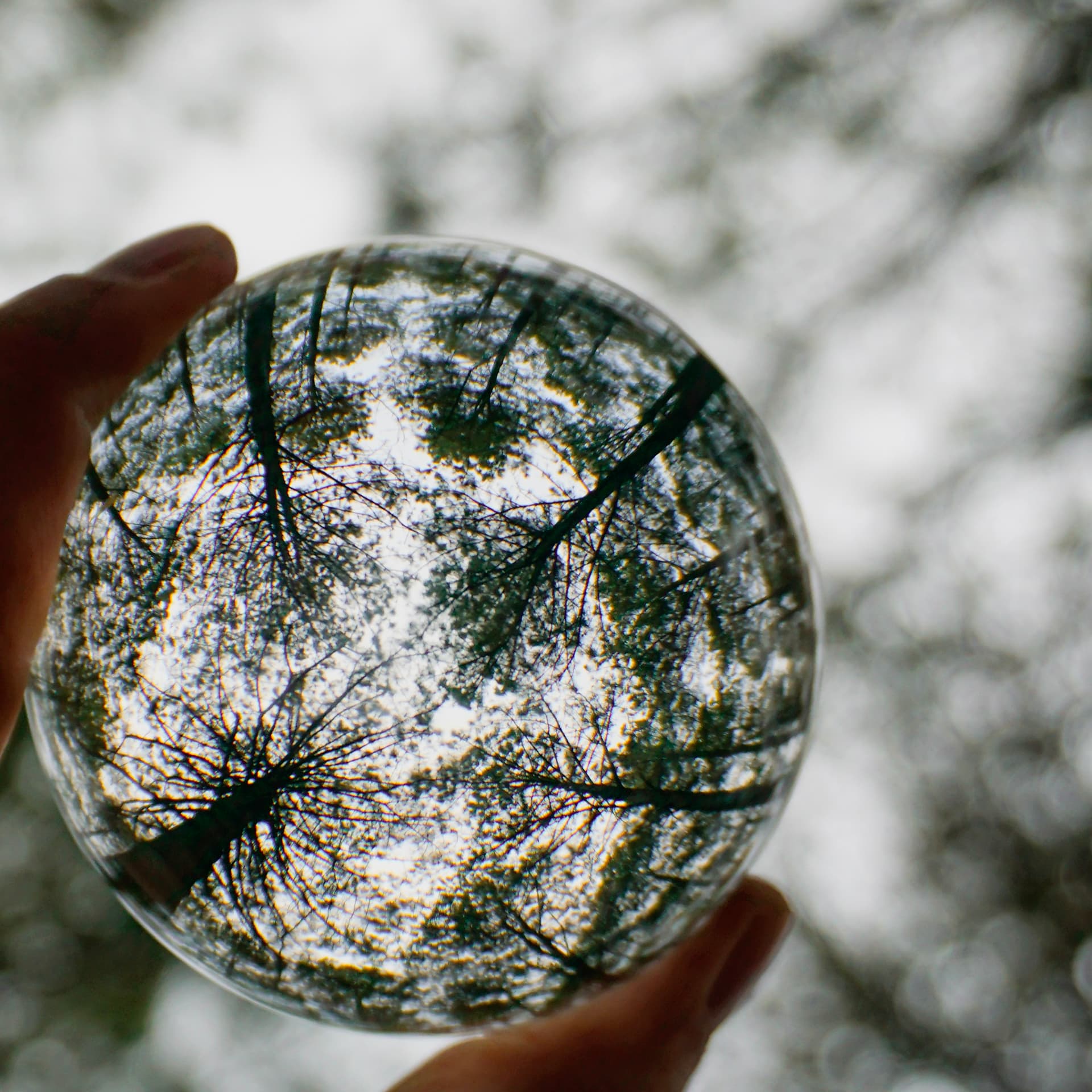 Handheld lensball — fingers visible, tree canopy reflected