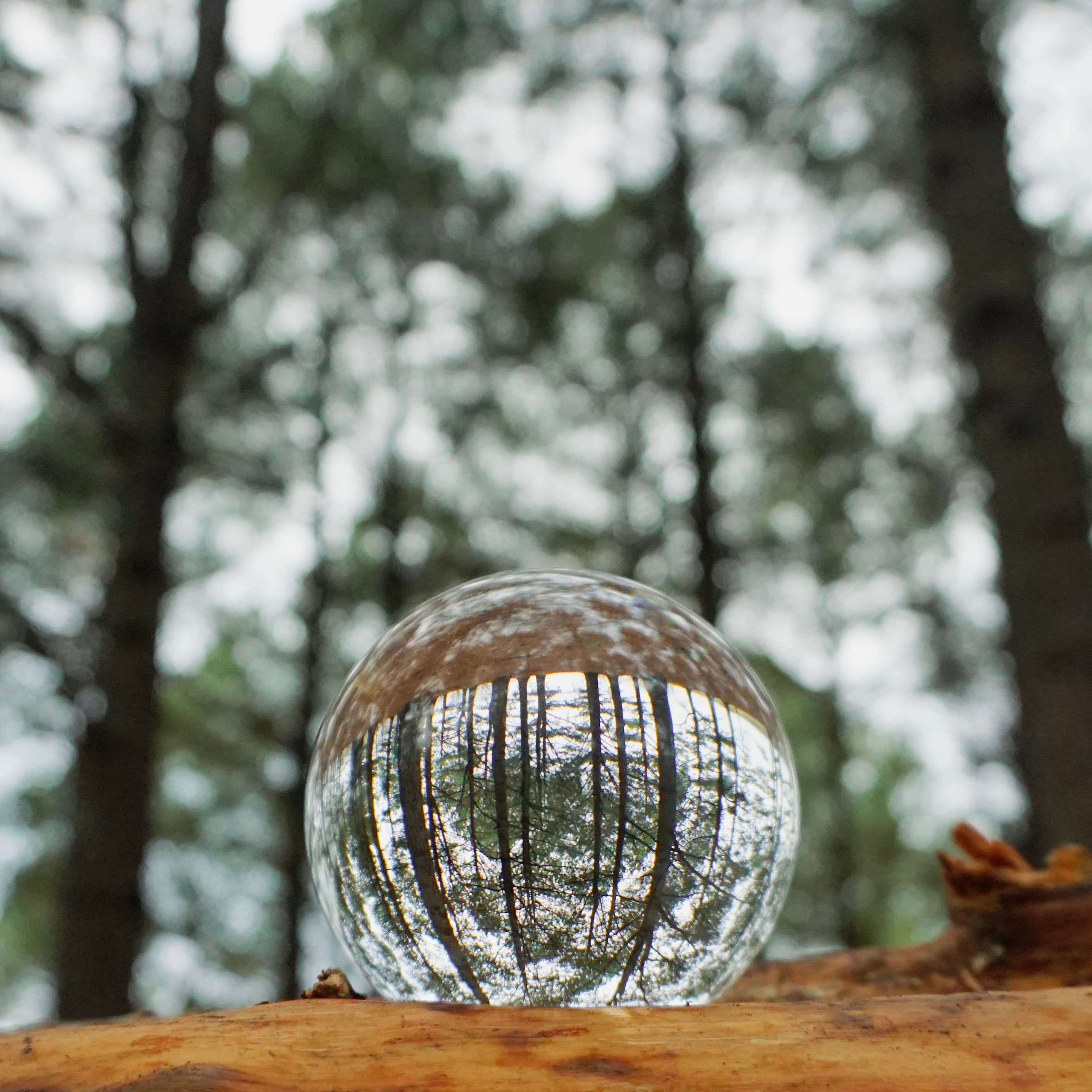 How to Use a Lensball for Creative Nature Photography