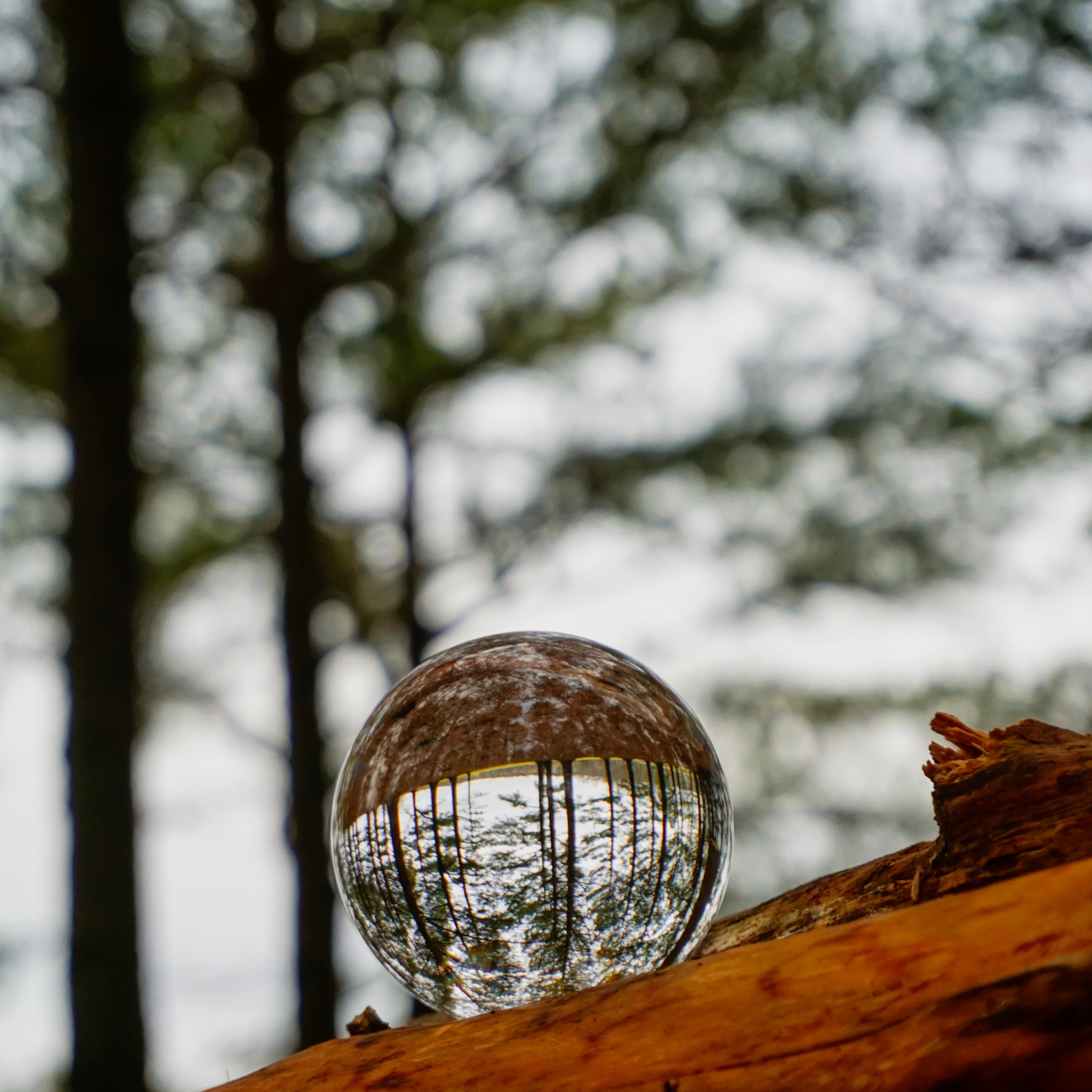 Lensball resting on a fallen log with pine trees refracted inside the glass sphere