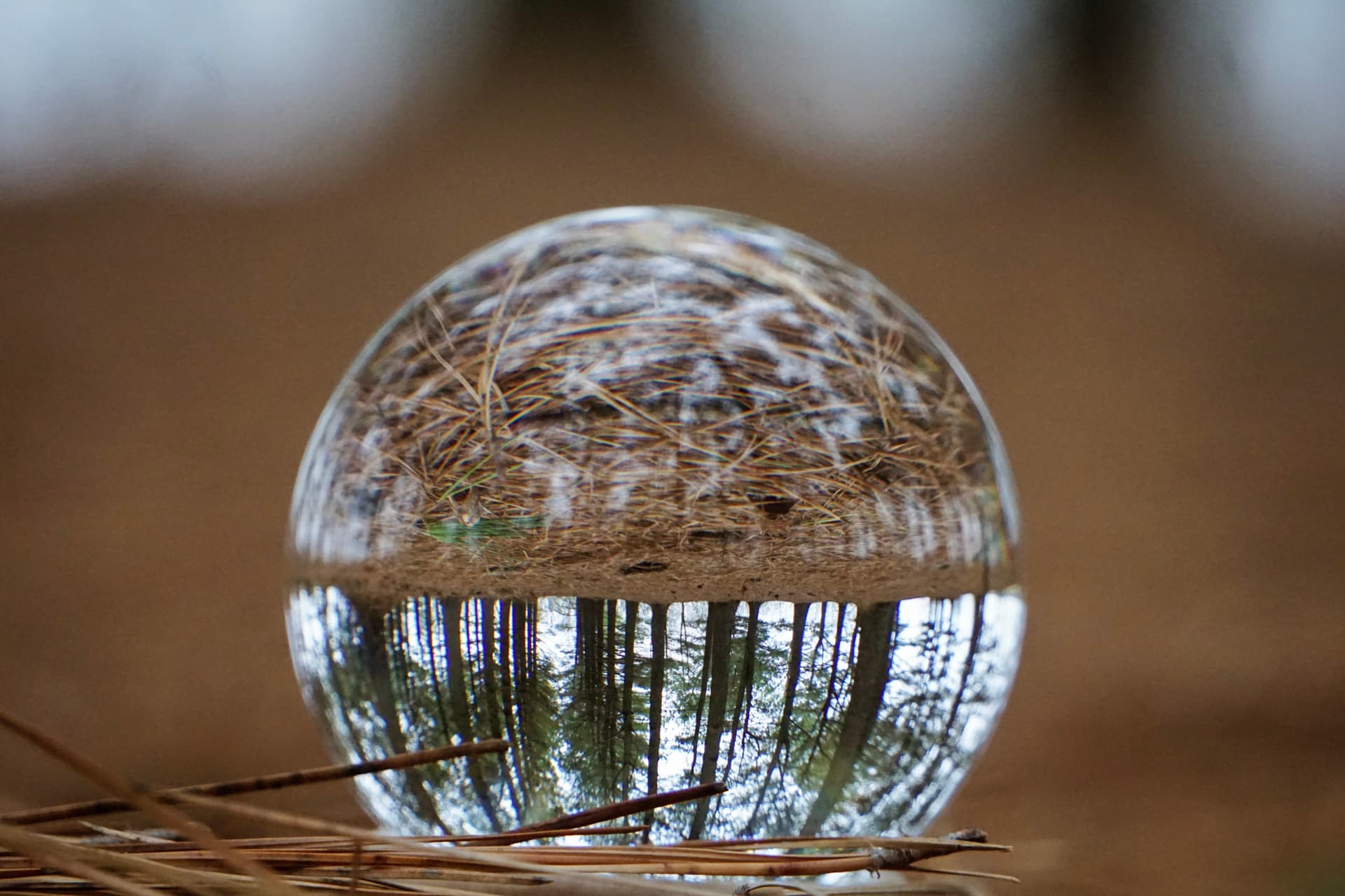 Lensball close-up on forest floor — pine needles dominate the interior