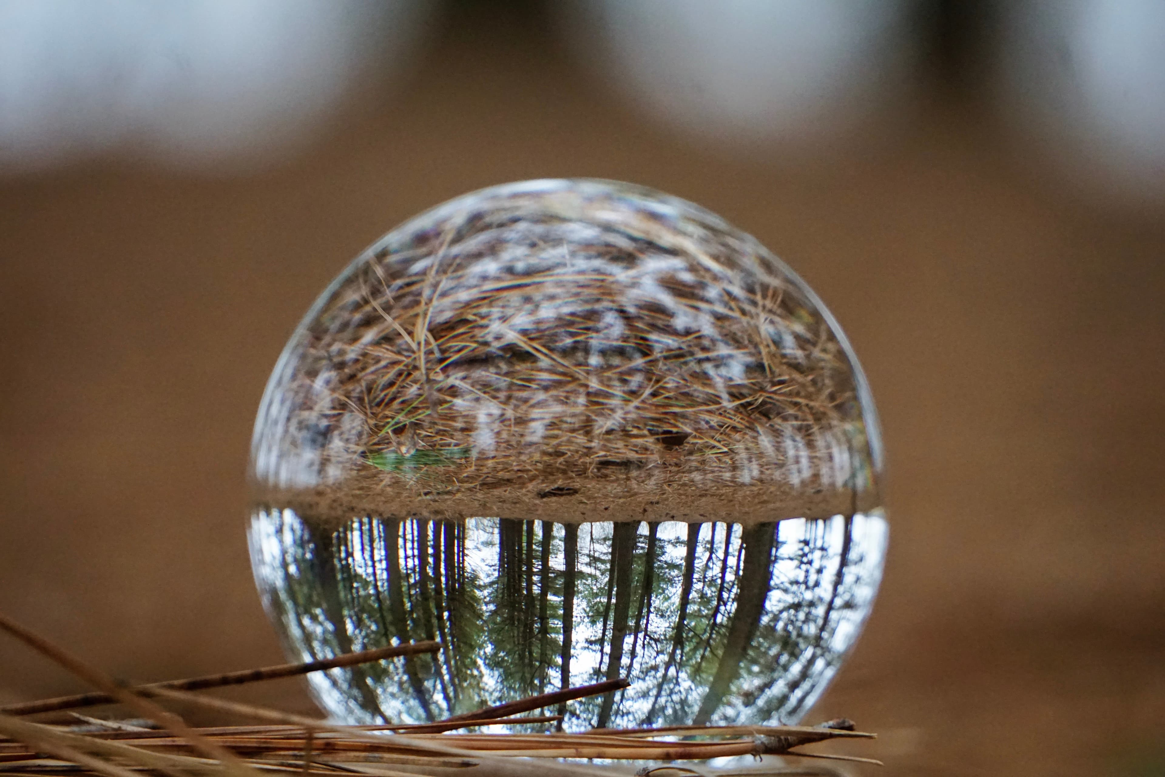 Close-up lensball photo showing pine needles and forest floor around the refracted tree scene