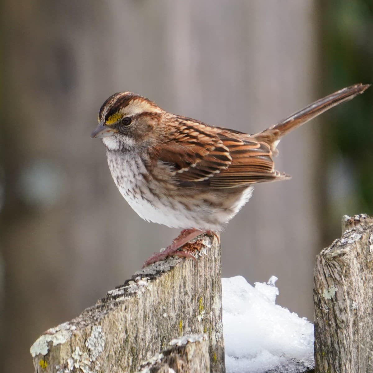 White-throated sparrow on fence