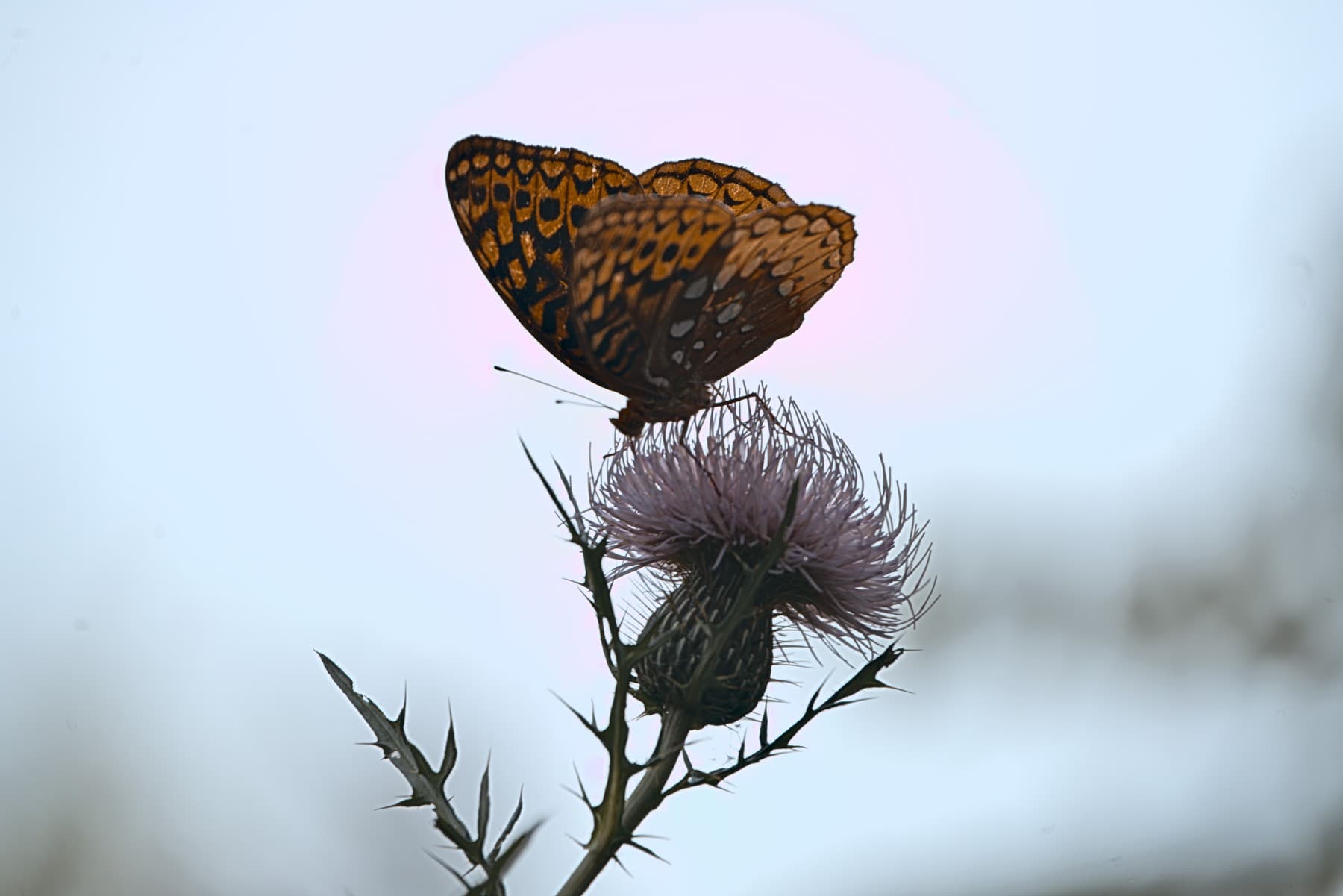Preset-applied LightCraft butterfly JPEG showing purple background haze
