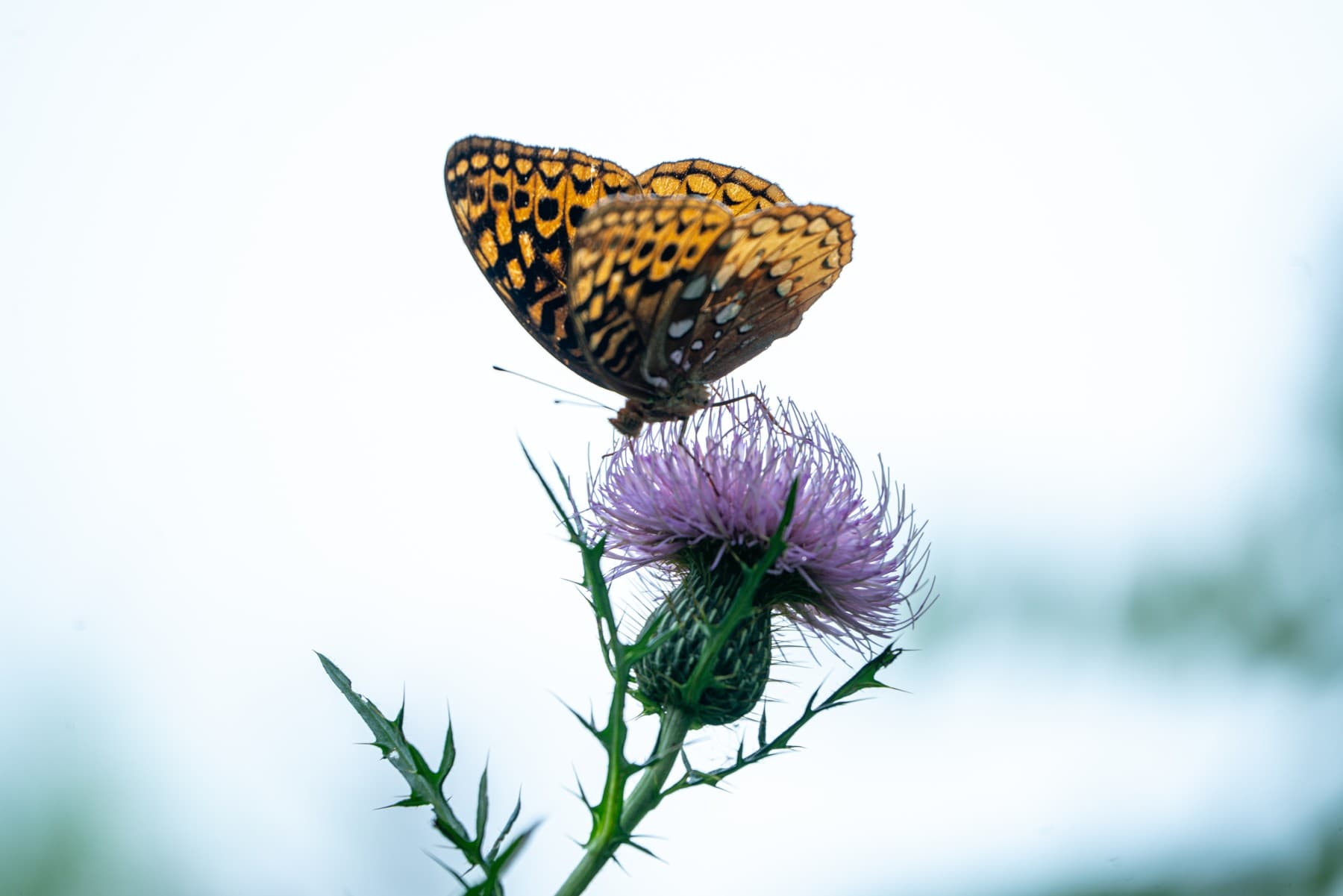 Preset-applied Lightroom butterfly JPEG with bright background and green thistle