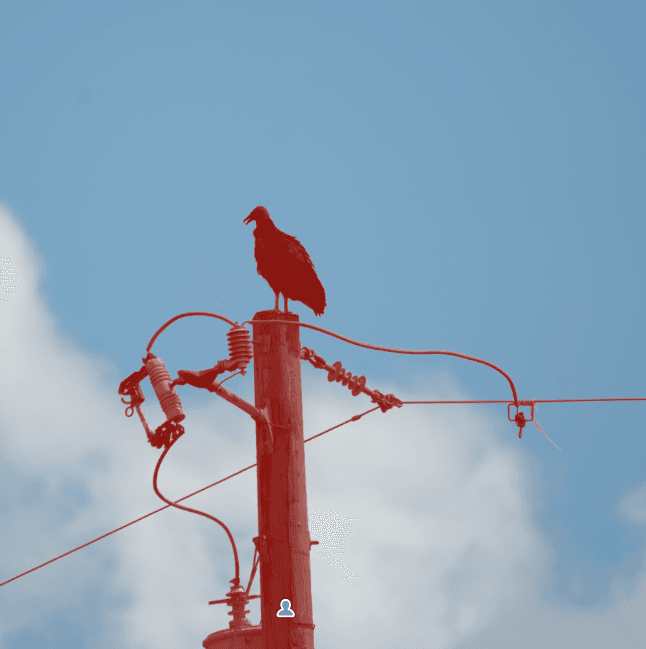 Lightroom red mask follows turkey vulture, pole, and wiring closely