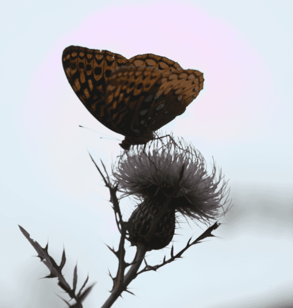LightCraft butterfly RAW preview with broad pink-purple haze