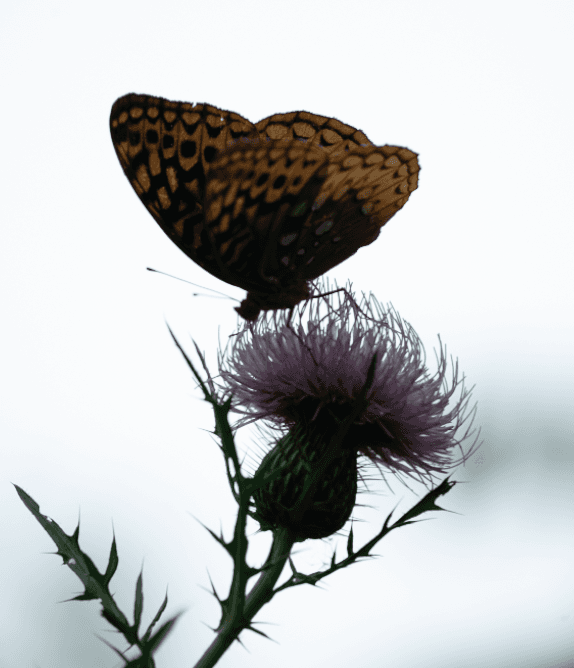Lightroom butterfly RAW preview with neutral bright background