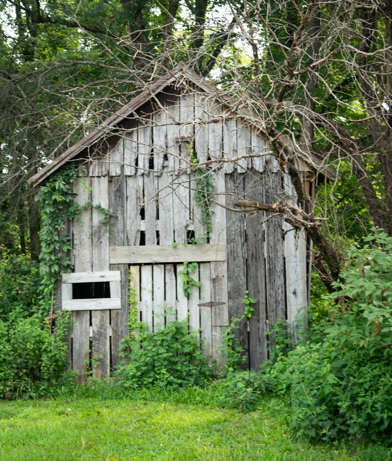 Weathered wooden shed surrounded by greenery