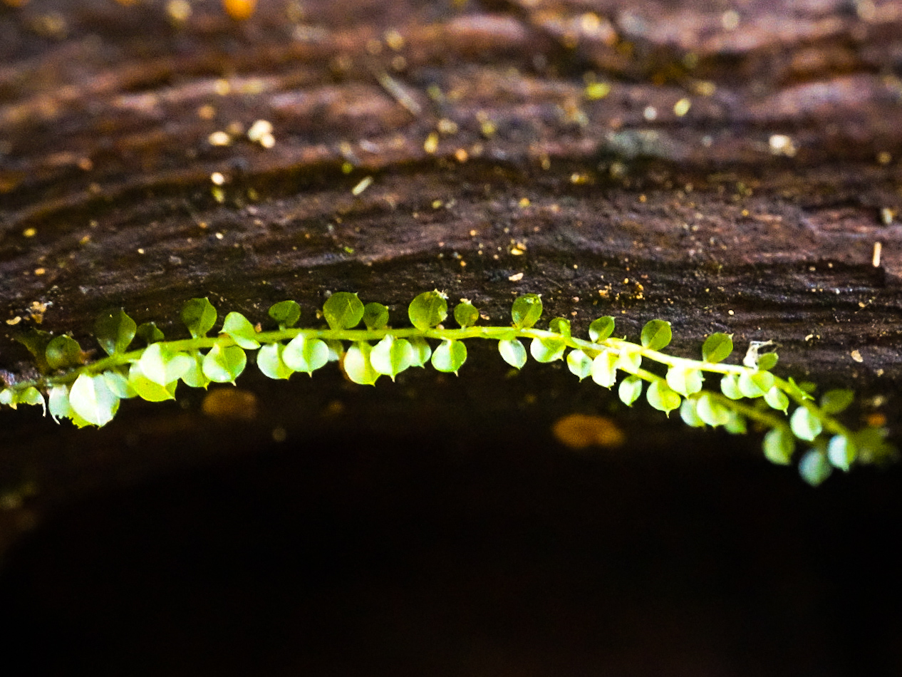 Tiny seedlings taking hold on the surface of a fallen log.