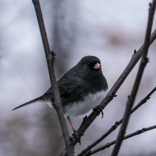 Dark-eyed junco perched on bare winter branches